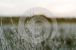 Seashells on the dusty white grass in the rays of the setting sun, natural background