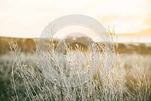 Seashells on the dusty white grass in the rays of the setting sun, natural background