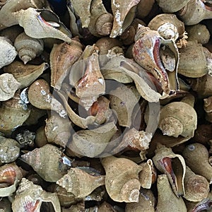 Seashells for food consumption photo