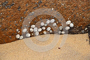 Seashells found washed up on beach