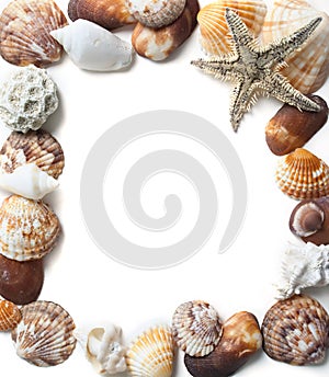 Seashells frame