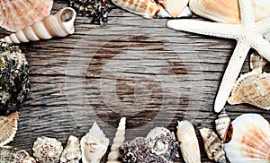 Seashells frame on wooden background