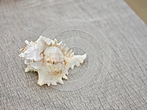 seashells frame on wooden background