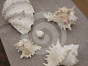 seashells frame on wooden background