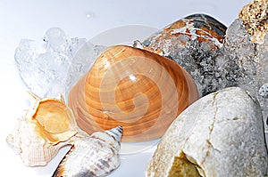 Seashells among glaciers and pebbles.