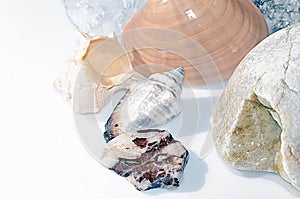 Seashells among glaciers and pebbles.