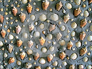 Seashells gracing a wall