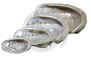 Seashells (Haliotis tuberculata), isolated