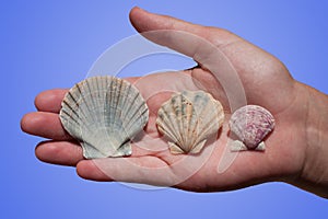 Seashells in hand