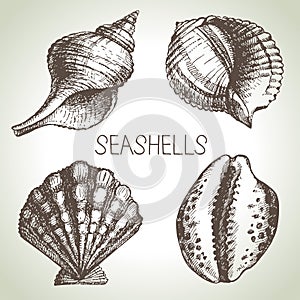 Seashells hand drawn set. Sketch design elements