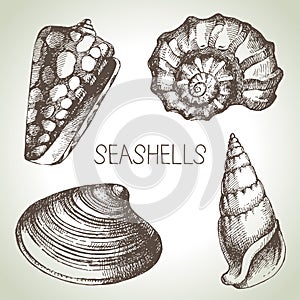 Seashells hand drawn set. Sketch design elements
