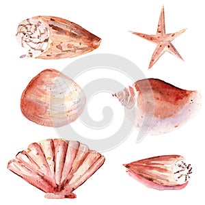 Seashells hand drawn watercolor raster illustration set