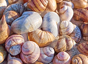 Seashells heap. Shells pile