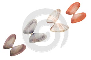 Seashells isolated on white