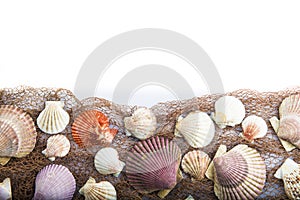 Seashells isolated on a white background