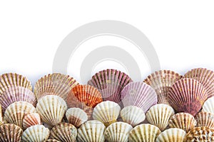 Seashells isolated on a white background