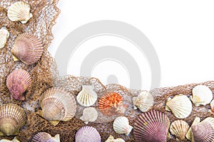 Seashells isolated on a white background