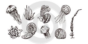 Seashells, jellyfishes, ammonite, nautilus mollusc, seaweed vector set. Hand-drawn sketch illustration. Collection of realistic