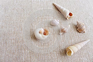 Seashells on linen background still life