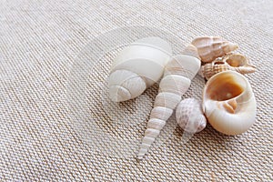Seashells on linen background still life