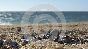 Seashells lying on a sandy beach in summer. Shallow depth of field