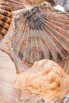Seashells
