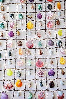 Seashells of many sizes Different patterns