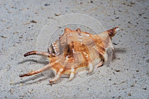 Seashells marine- Lambis scorpius