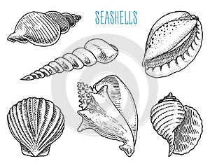 Seashells or mollusca different forms. sea creature. engraved hand drawn in old sketch, vintage style. nautical or