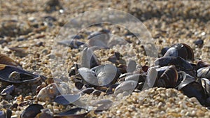 Seashells and mussels lying on the beach. Close up