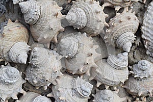 SeaShells On the Nami Island