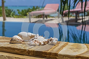 Seashells next to the pool on a tropical beach on the island of Zanzibar , Tanzania, east Africa. Travel and nature concept