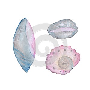seashells ocean set watercolor illustration isolated on white background base for textile design tableware stickers photo