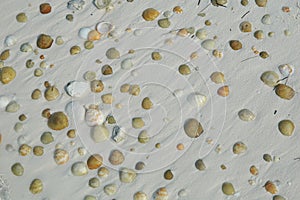 Seashells in the ocean