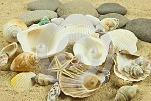 Seashells, pearl, starfish on sand holiday sea
