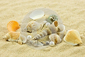 Seashells pearl starfish on sand holiday sea