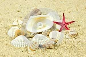 Seashells,pearl, starfish on sand holiday sea