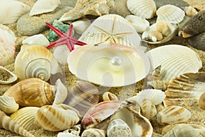 Seashells,pearl starfish on sand star waterlife