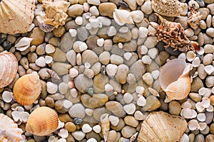 Seashells and pebbles background, natural seashore stones