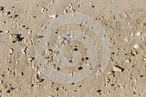 Seashells and pebbles