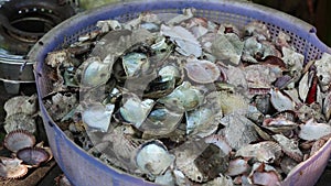 Seashells, Phu Quoc island, Kien Giang province, Vietnam