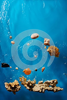 Seashells, reef and stones in bright blue ocean water