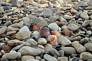 Seashells on rocky beach