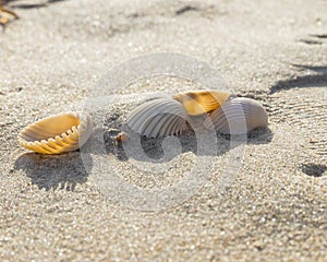 Seashells on sand