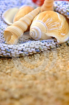 Seashells on the sand
