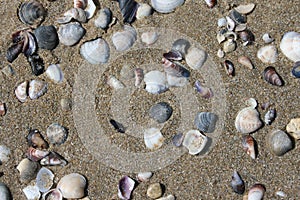 Seashells on the sand