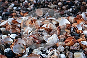 Seashells on sand as background photo. Mediterranean seaside. Catalonia seashore.
