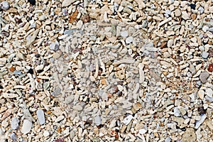 Seashells and sand background. Colorful shells. Beach texture.