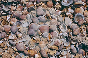 Seashells on sand background. Macro view of many different seashells as background. Seashells piled together at the seashore.