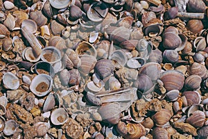 Seashells on sand background. Macro view of many different seashells as background. Seashells piled together at the seashore.